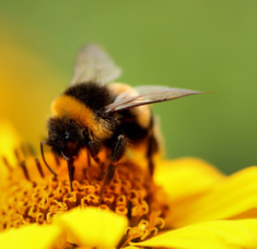 Bienen-Hummel-Weide Samenmischung
